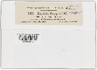 Erysiphe polygoni image