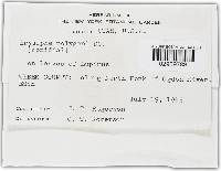 Erysiphe polygoni image