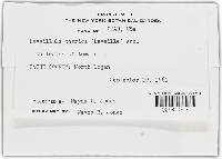 Leveillula taurica image