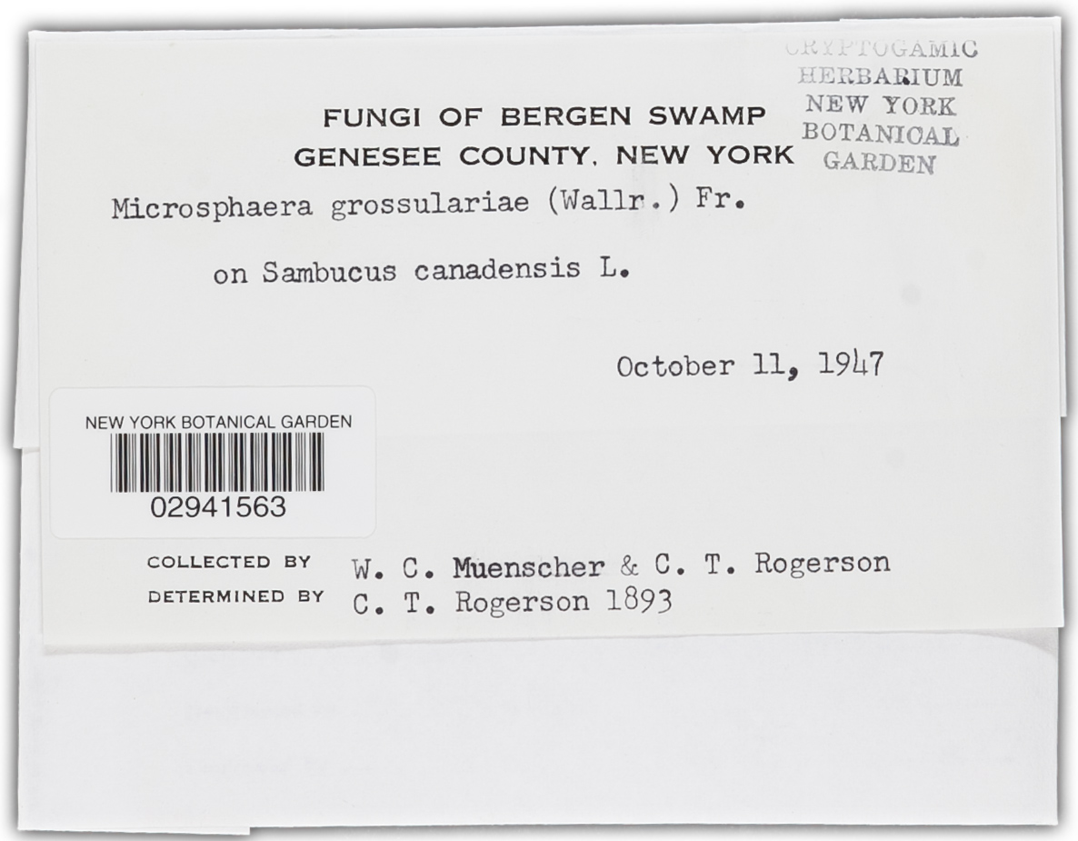 Microsphaera grossulariae image