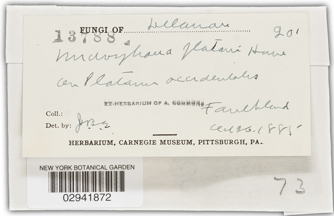 Microsphaera platani image