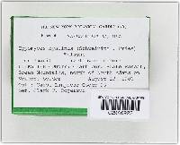 Hypomyces hyalinus image