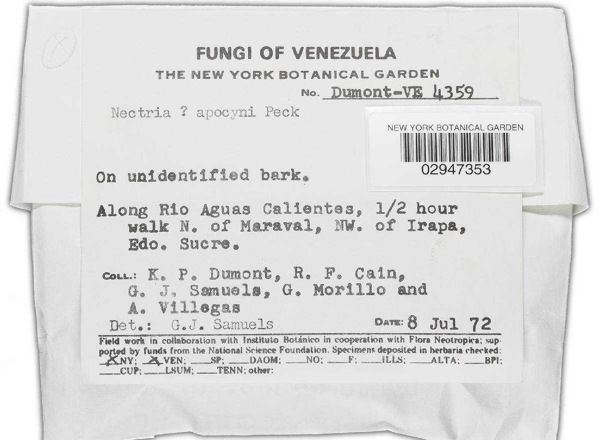 Bionectria apocyni image