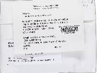 Bionectria samuelsii image