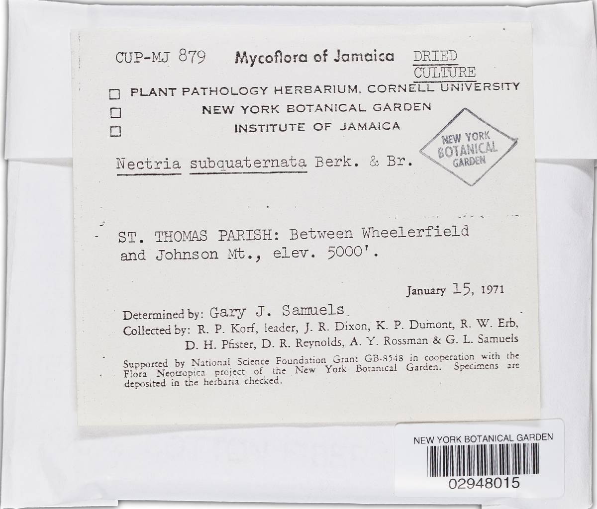 Bionectria samuelsii image