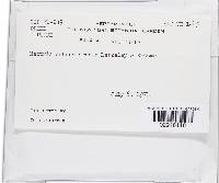 Bionectria sporodochialis image