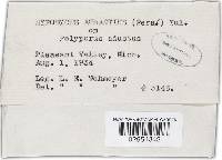 Hypomyces aurantius image