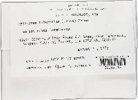 Hypomyces lateritius image