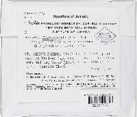 Lanatonectria flavolanata image