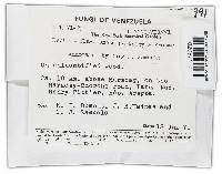 Lanatonectria flavolanata image