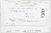 Nectriopsis violacea image