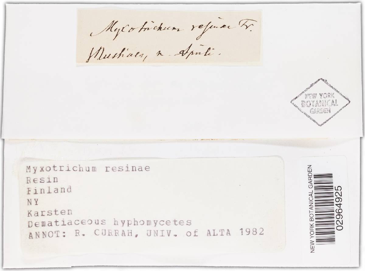 Alysidium resinae var. resinae image