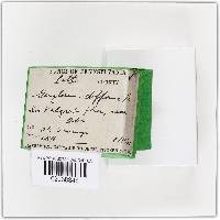 Thumbnail image of current specimen