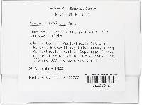 Coryne atrovirens image