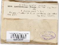 Diplocarpon rosae image