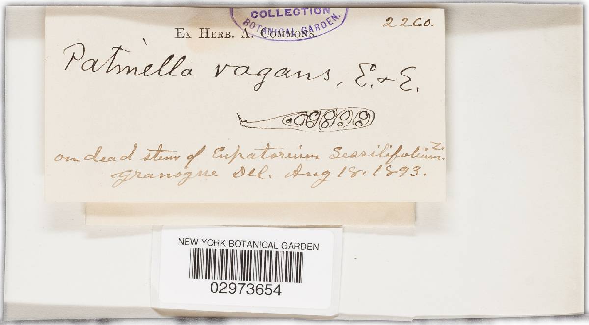 Patinella vagans image