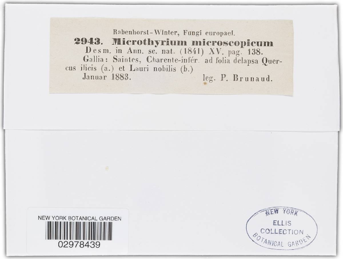 Microthyrium microscopicum image