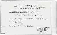 Media resource of Didymella alectorolophi