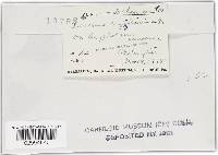 Puccinia cryptotaeniae image