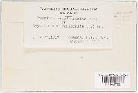 Puccinia cryptotaeniae image