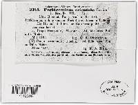 Peridermium orientale image