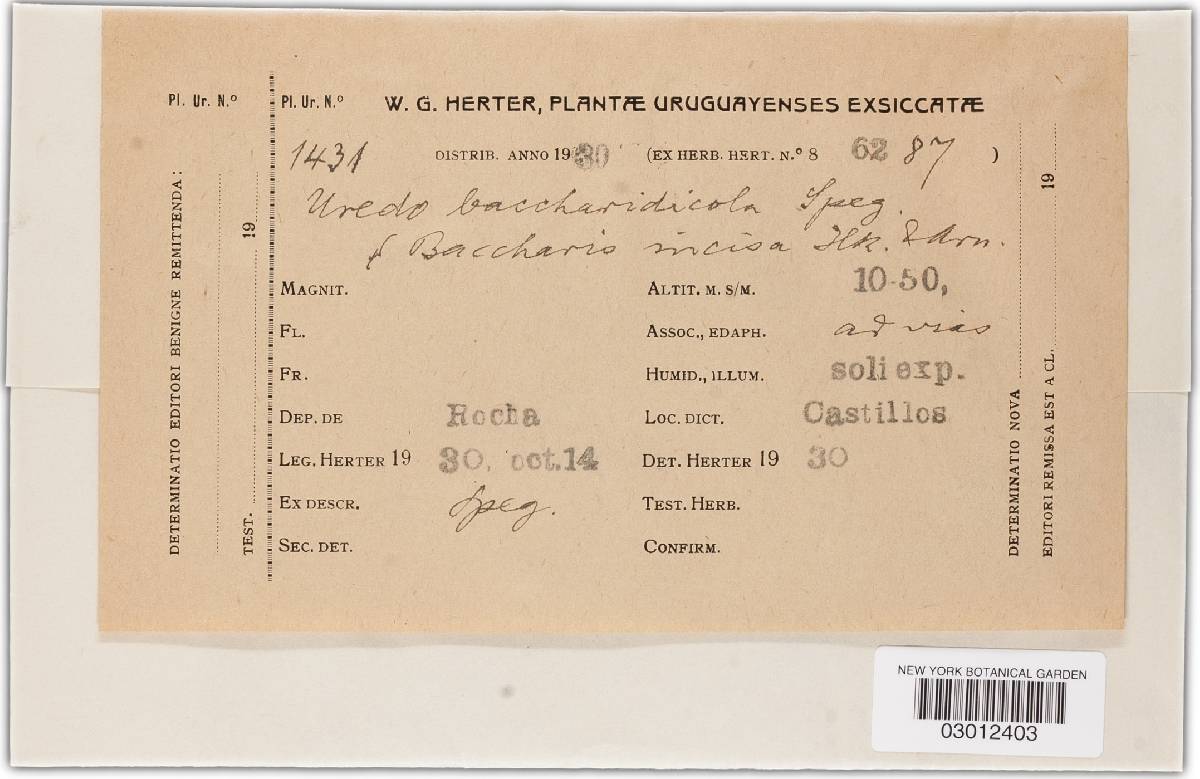 Uredo baccharidicola image