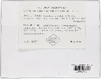 Uredo chiliotrichi image