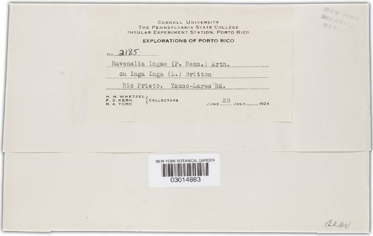 Chaconia ingae image