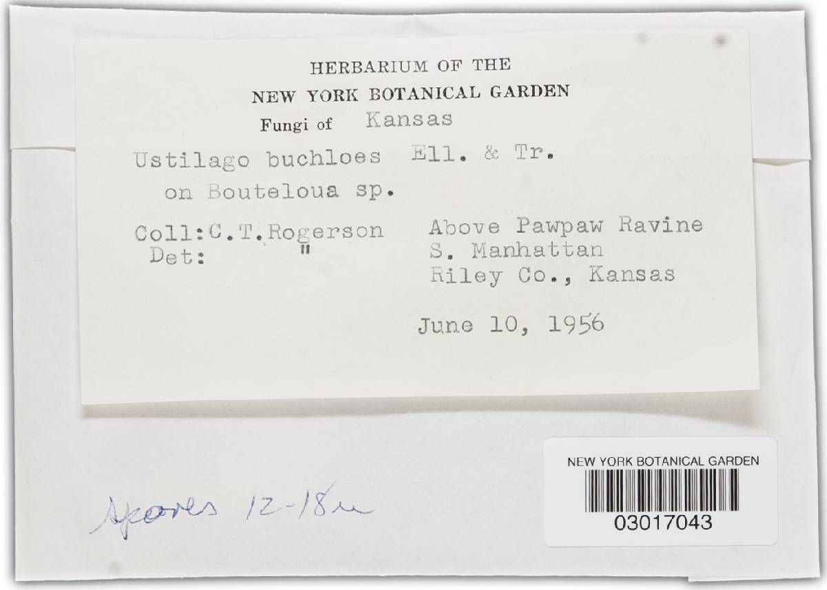 Ustilago buchloes image