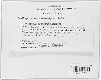 Ustilago bullata image