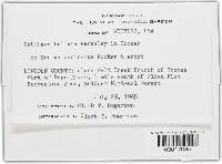 Ustilago bullata image