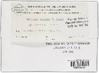 Microbotryum anomalum image