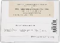 Sporisorium andropogonis image