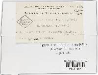 Tilletia laevis image