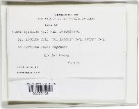 Phellinus igniarius image