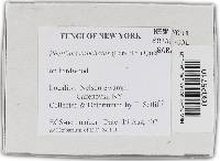 Phellinus conchatus image