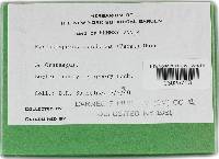 Phellinus conchatus image