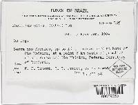 Phellinus gilvus image