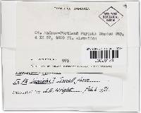 Phellinus gilvus image