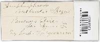 Media resource of Amphisphaeria australis
