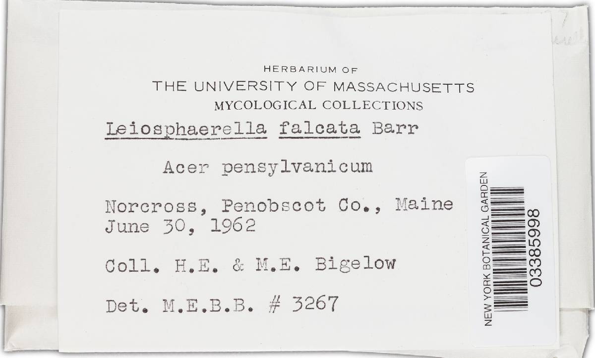 Leiosphaerella falcata image