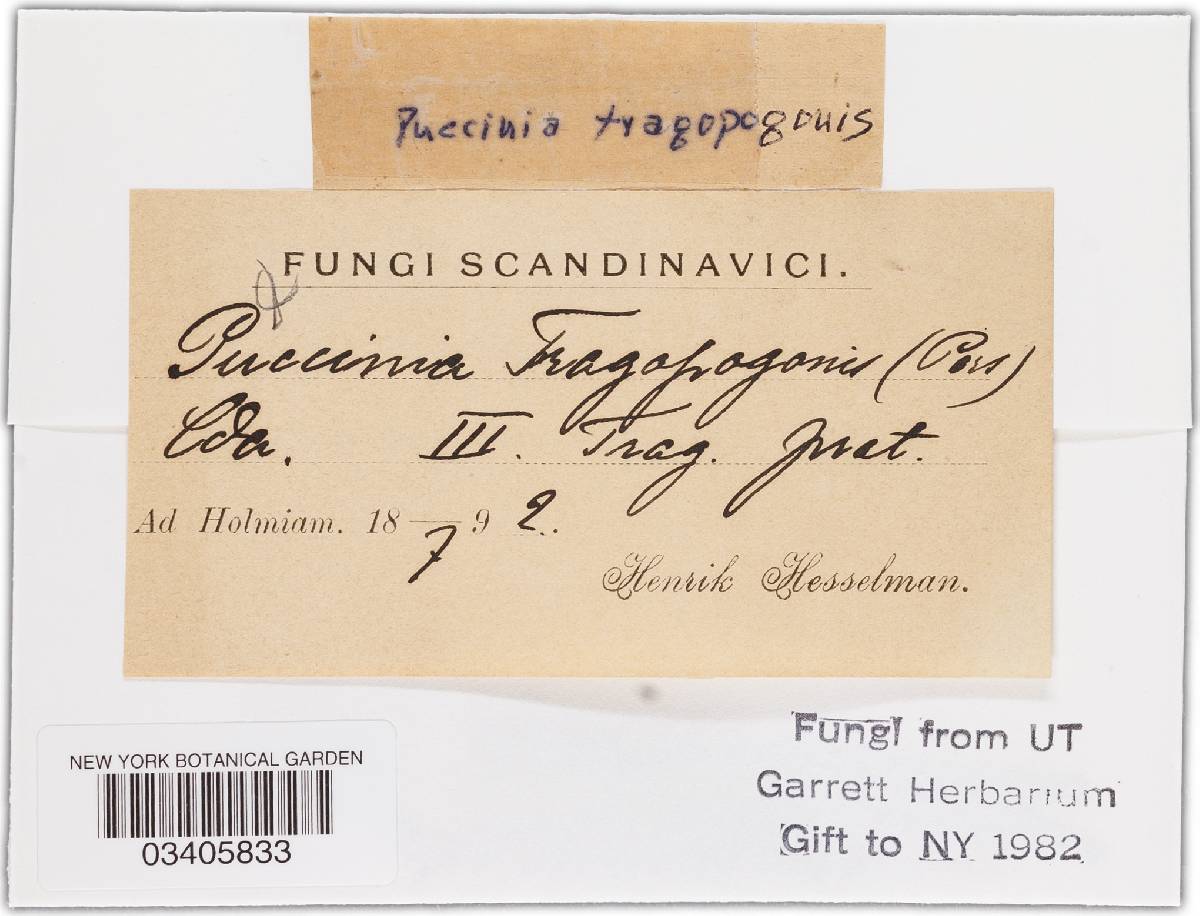 Puccinia hysterium image