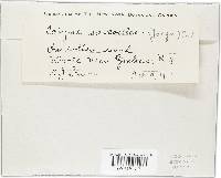 Ascocoryne sarcoides image