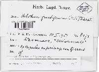 Hymenoscyphus fructigenus image