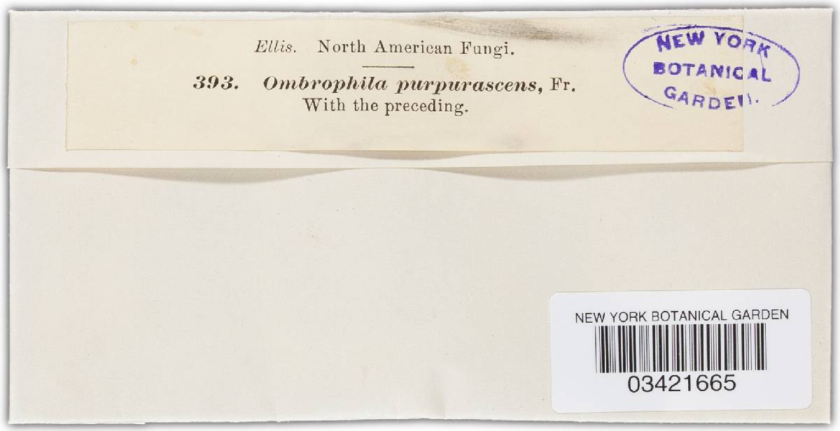 Ombrophila purpurea image