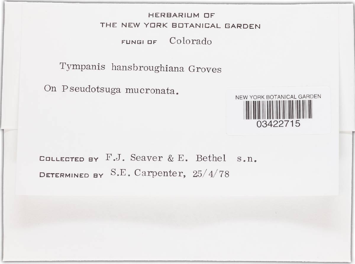 Tympanis hansbroughiana image