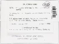 Chloroscypha chloromela image