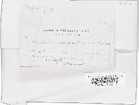 Chloroscypha chloromela image