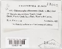 Chloroscypha chloromela image