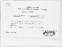 Chlorociboria aeruginosa image